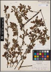 Foto von Salix cinerea subsp. atrocinerea (Brot.) Guinier